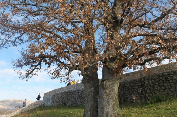 Priča o Grabovičkim hrastovima